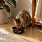 Havsız Siyah Meow Tekli Su Kabı - Seramik