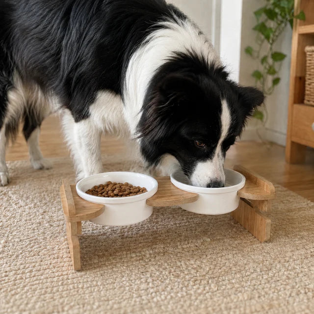 Siyah beyaz köpek, Havsız ahşap yükseltilmiş ikili mama ve su kabı setinden besleniyor