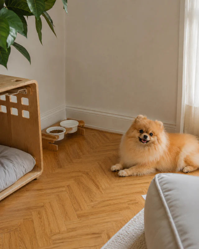 Küçük ırk köpek, Havsız ahşap yükseltilmiş mama ve su kabı setinin yanında dinleniyor