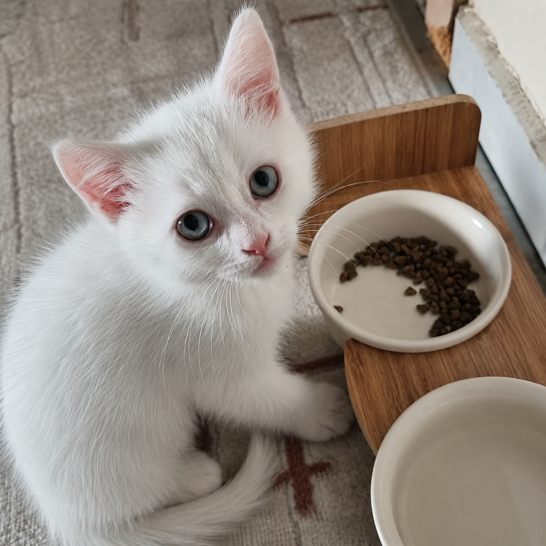 Havsız ürününü kullanan evcil dost