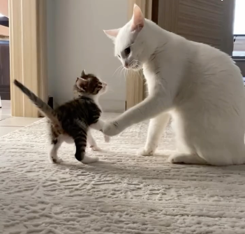 Viral havsız videosu
