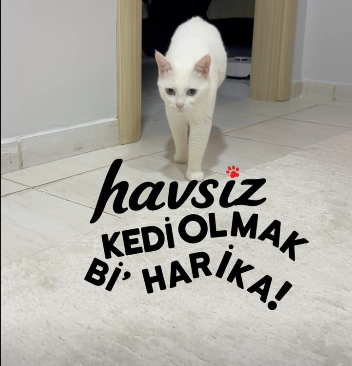Havsız - Kedi olmak bi harika içeriği